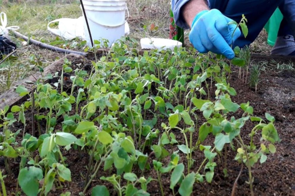 Ambiente: desarrollan proyecto para reproducir plantas autóctonas