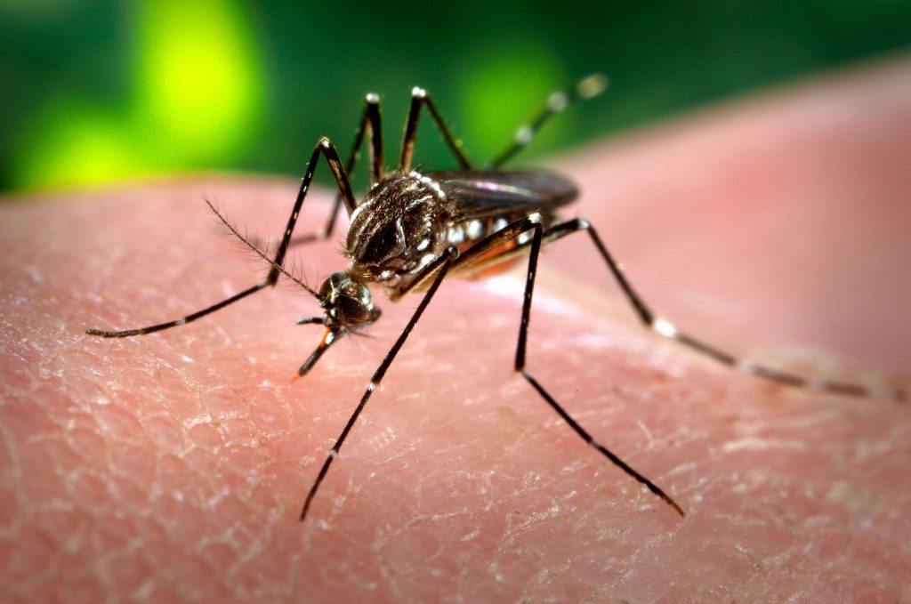 Dengue: no se registraron nuevos casos en la provincia