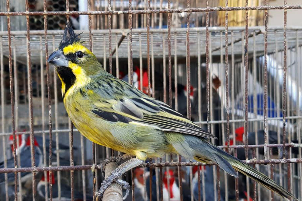 En Villa María, Policía Ambiental rescató cerca de 200 aves en cautiverio