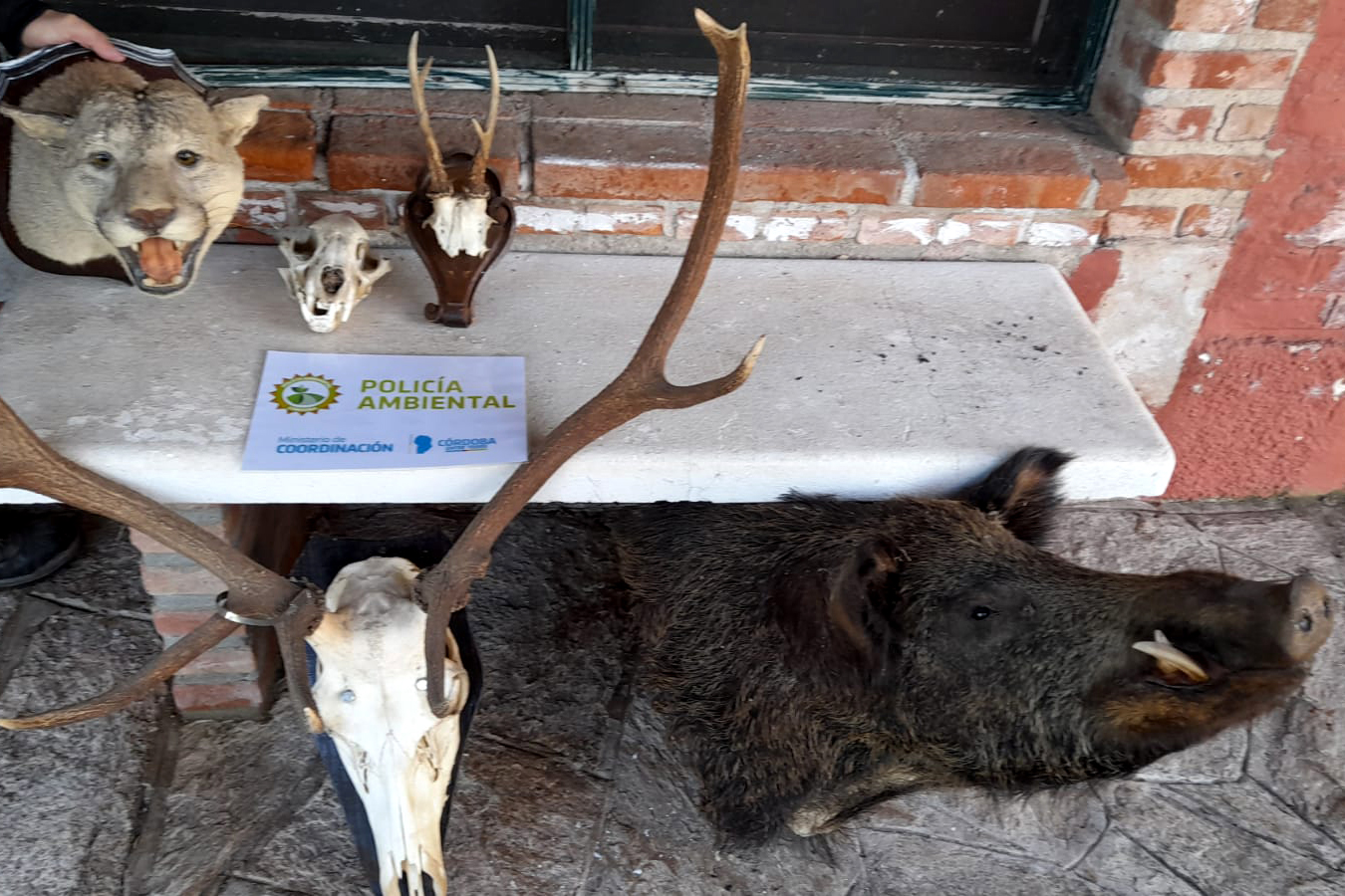 Policía Ambiental secuestró subproductos de caza en zona rural de Los Cisnes