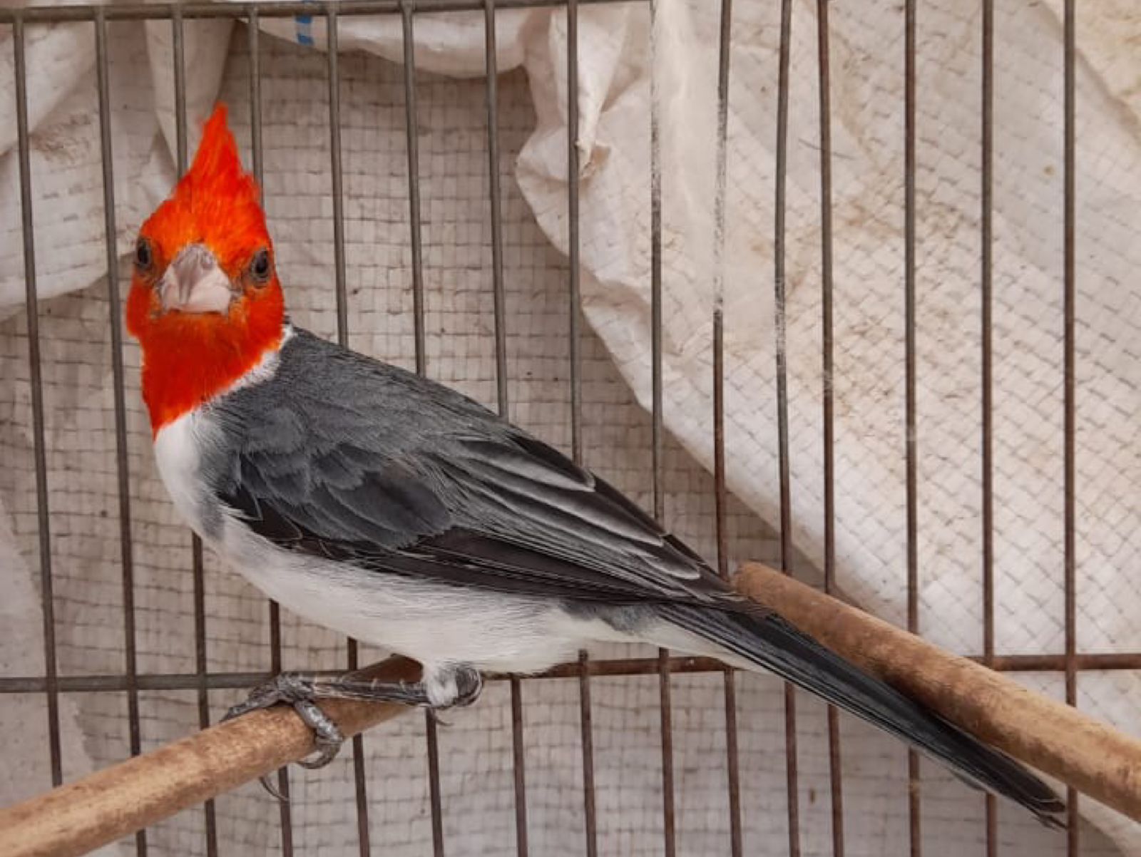 Policía Ambiental rescató 44 aves en el departamento Tercero Arriba