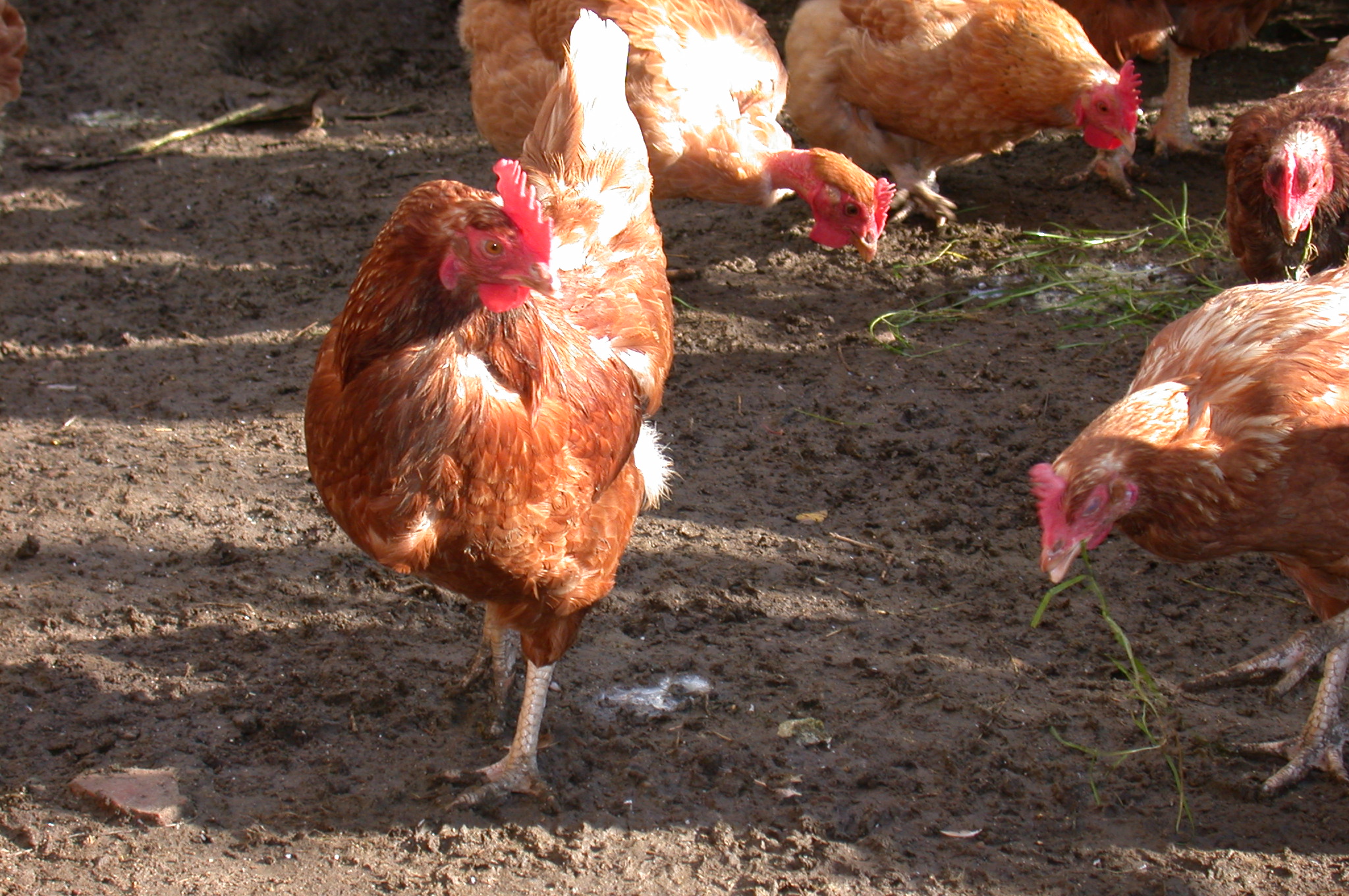 Córdoba: dos nuevos casos positivos de influenza aviar en aves de traspatio