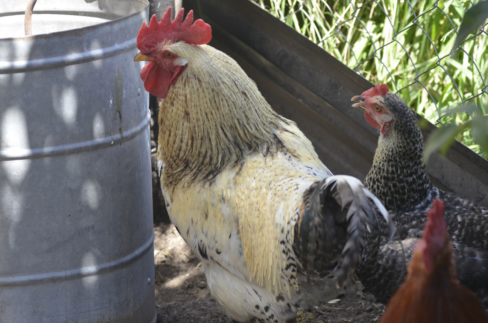 Córdoba: dos nuevos casos positivos de influenza aviar en aves de traspatio