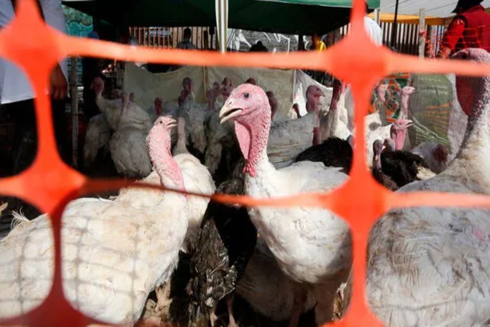 Nuevo caso positivo de influenza aviar en Córdoba