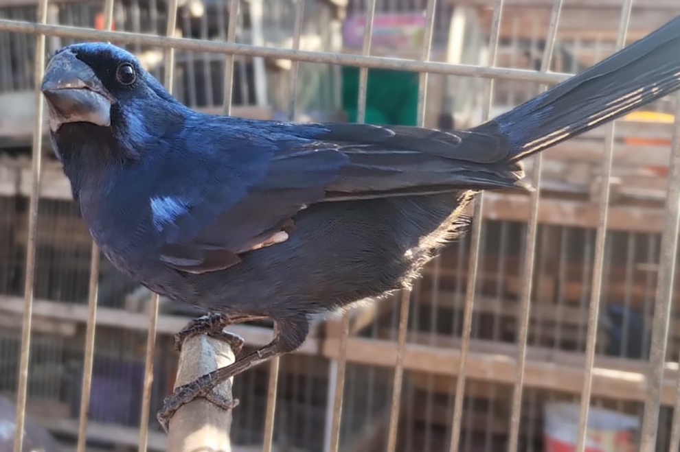 Policía Ambiental recuperó 43 aves del cautiverio